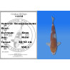 Koi Japon Nisai Ochibashigure eleveur Seiki 35-43 cm