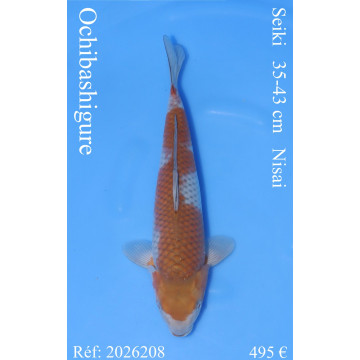 Koi Japon Nisai Ochibashigure eleveur Seiki 35-43 cm
