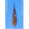 Koi Japan Nisai Ochibashigure kweker Seiki 35-43 cm