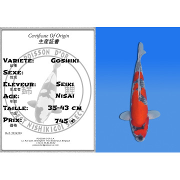 Koi Japon Nisai Goshiki eleveur Seiki 35-43 cm