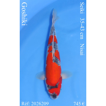 Koi Japon Nisai Goshiki eleveur Seiki 35-43 cm