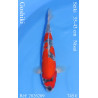 Koi Japon Nisai Goshiki eleveur Seiki 35-43 cm