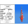 Koi Japon Nisai Goshiki eleveur Seiki 35-43 cm