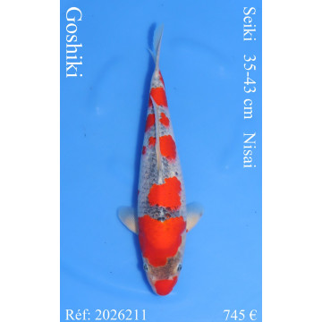 Koi Japan Nisai Goshiki kweker Seiki 35-43 cm