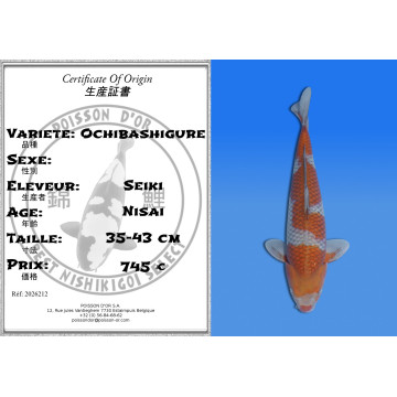 Koi Japan Nisai Ochibashigure kweker Seiki 35-43 cm