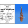 Koi Japan Nisai Ochibashigure kweker Seiki 35-43 cm