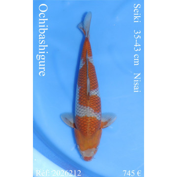 Koi Japan Nisai Ochibashigure kweker Seiki 35-43 cm