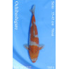 Koi Japan Nisai Ochibashigure kweker Seiki 35-43 cm