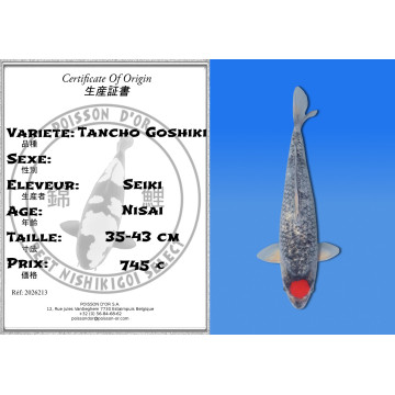 Koi Japon Nisai Tancho Goshiki eleveur Seiki 35-43 cm