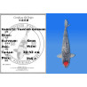 Koi Japan Nisai Tancho Goshiki kweker Seiki 35-43 cm