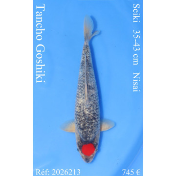 Koi Japon Nisai Tancho Goshiki eleveur Seiki 35-43 cm