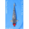 Koi Japan Nisai Tancho Goshiki kweker Seiki 35-43 cm