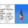 Koi Japan Nisai Beni Kumon. kweker Seiki 35-43 cm
