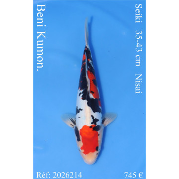 Koi Japan Nisai Beni Kumon. kweker Seiki 35-43 cm