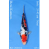 Koi Japon Nisai Beni Kumon. eleveur Seiki 35-43 cm