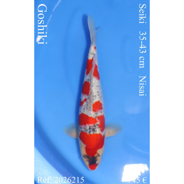 Koi Japon Nisai Goshiki eleveur Seiki 35-43 cm