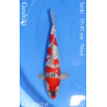 Koi Japan Nisai Goshiki kweker Seiki 35-43 cm