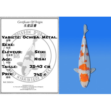 Koi Japan Nisai Ochiba. Metal. kweker Seiki 35-43 cm
