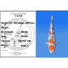 Koi Japon Nisai Ochiba. Metal. eleveur Seiki 35-43 cm