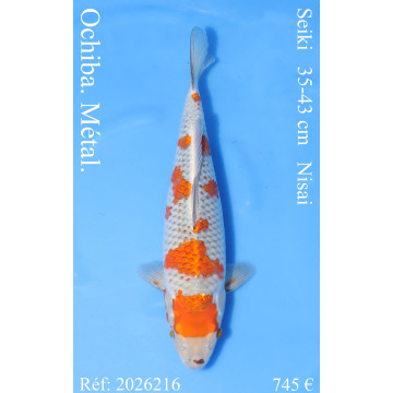 Koi Japon Nisai Ochiba. Metal. eleveur Seiki 35-43 cm