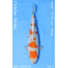 Koi Japan Nisai Ochiba. Metal. kweker Seiki 35-43 cm