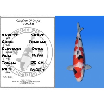 Koi Japan Nisai Sanke Vrouw kweker Ooya 56 cm
