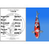 Koi Japon Nisai Sanke Femelle eleveur Ooya 56 cm