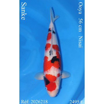 Koi Japon Nisai Sanke Femelle eleveur Ooya 56 cm