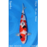 Koi Japon Nisai Sanke Femelle eleveur Ooya 56 cm