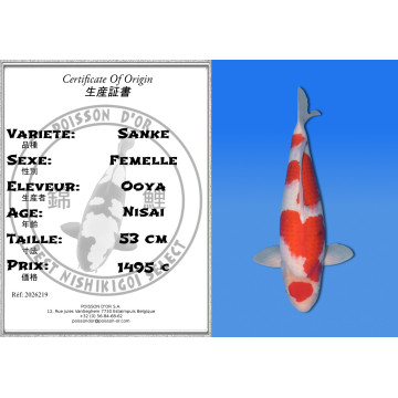 Koi Japan Nisai Sanke Vrouw kweker Ooya 53 cm