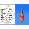 Koi Japon Nisai Sanke Femelle eleveur Ooya 53 cm