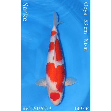 Koi Japon Nisai Sanke Femelle eleveur Ooya 53 cm