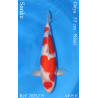 Koi Japan Nisai Sanke Vrouw kweker Ooya 53 cm