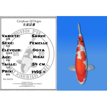 Koi Japon Nisai Sanke Femelle eleveur Ooya 54 cm