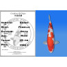 Koi Japon Nisai Sanke Femelle eleveur Ooya 54 cm