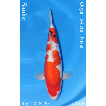 Koi Japan Nisai Sanke Vrouw kweker Ooya 54 cm