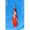 Koi Japan Nisai Sanke Vrouw kweker Ooya 54 cm