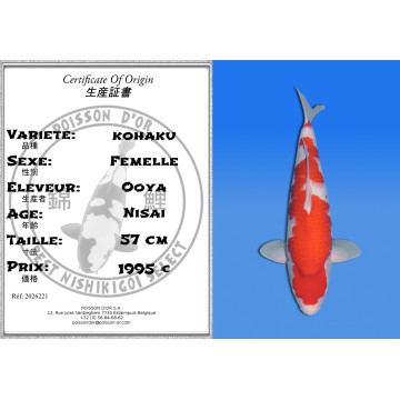 Koi Japan Nisai kohaku Vrouw kweker Ooya 57 cm