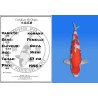 Koi Japan Nisai kohaku Vrouw kweker Ooya 57 cm