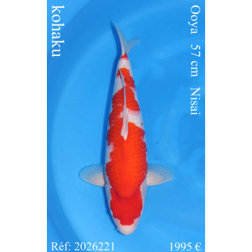 Koi Japon Nisai kohaku Femelle eleveur Ooya 57 cm