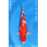 Koi Japon Nisai kohaku Femelle eleveur Ooya 57 cm