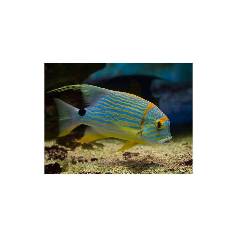 Symphorichthys Spilurus 12-15cm