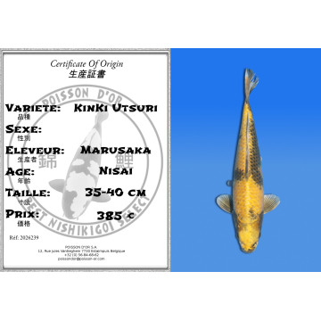 Koi Japon Nisai KinKi Utsuri eleveur Marusaka 35-40 cm