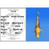 Koi Japan Nisai KinKi Utsuri kweker Marusaka 35-40 cm