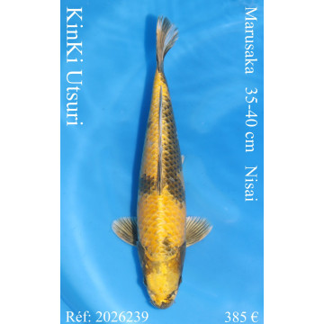 Koi Japon Nisai KinKi Utsuri eleveur Marusaka 35-40 cm