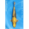 Koi Japan Nisai KinKi Utsuri kweker Marusaka 35-40 cm