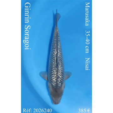 Koi Japon Nisai Ginrin Soragoi eleveur Marusaka 35-40 cm