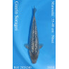 Koi Japon Nisai Ginrin Soragoi eleveur Marusaka 35-40 cm