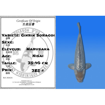 Koi Japon Nisai Ginrin Soragoi eleveur Marusaka 35-40 cm