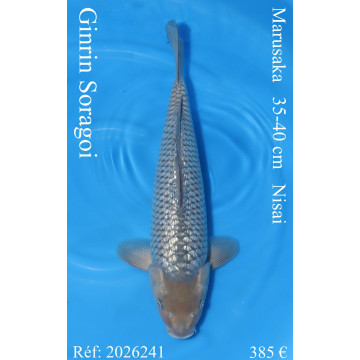 Koi Japon Nisai Ginrin Soragoi eleveur Marusaka 35-40 cm